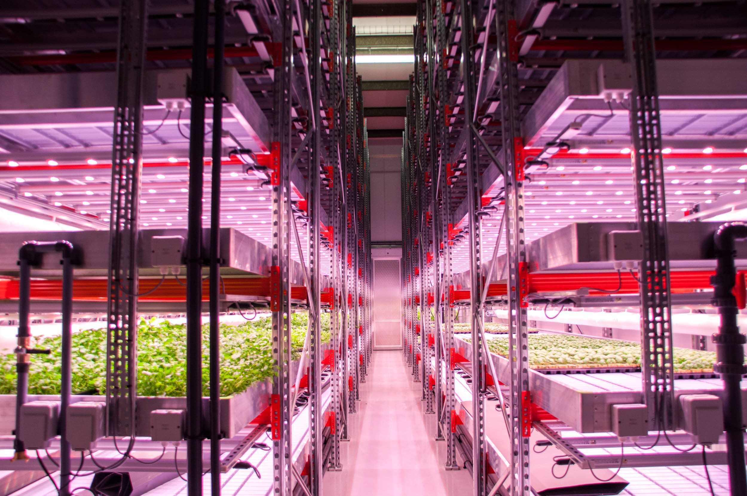 Benisi | GrowUp Urban Farms